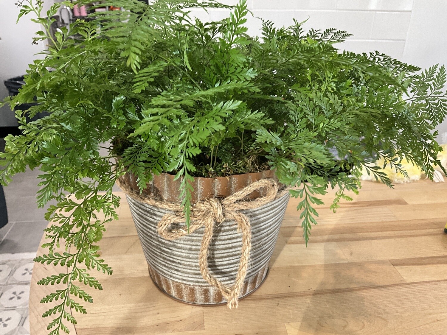 Plant, Medium Fern
