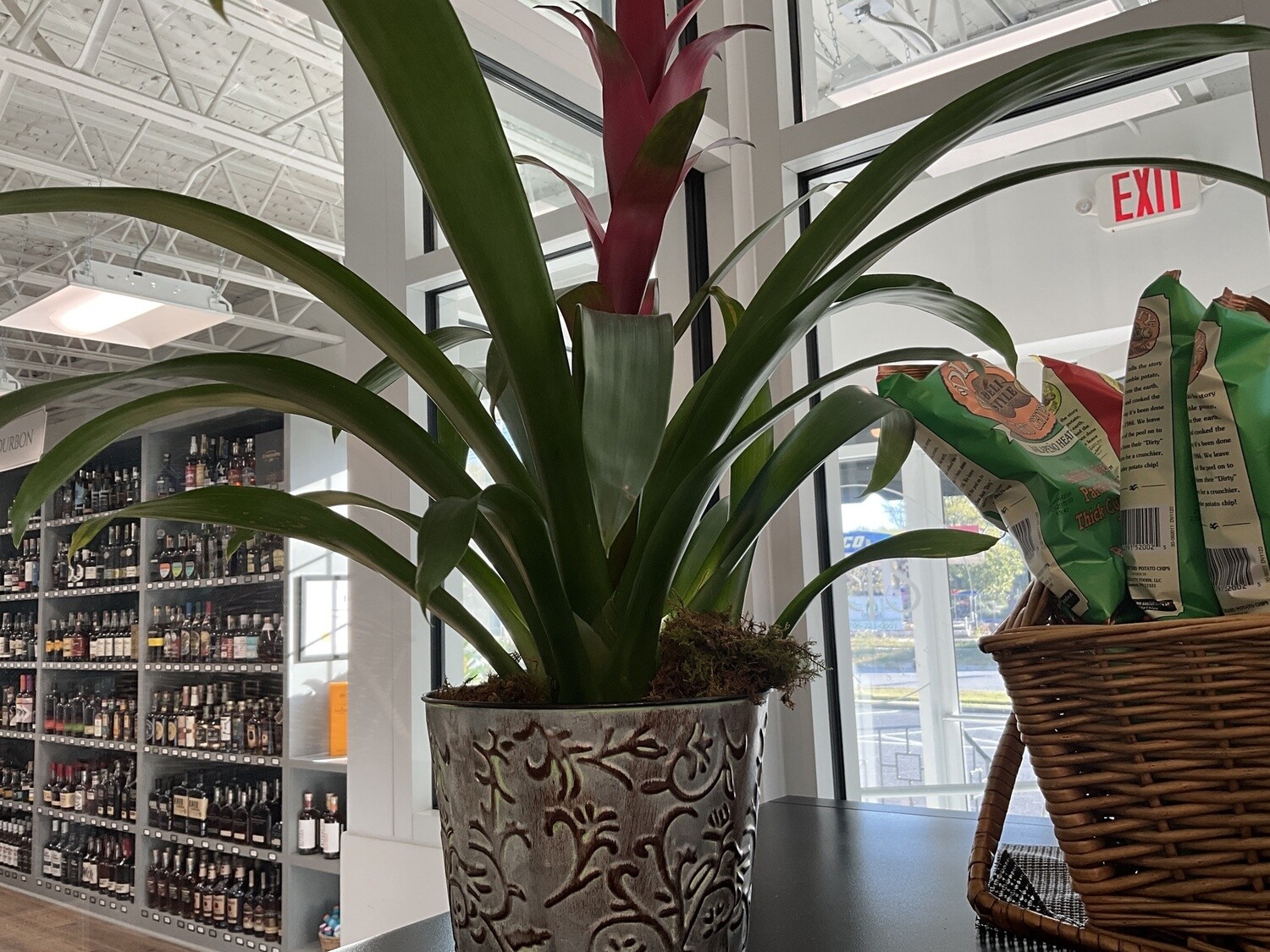 Plant, Medium Bromeliad