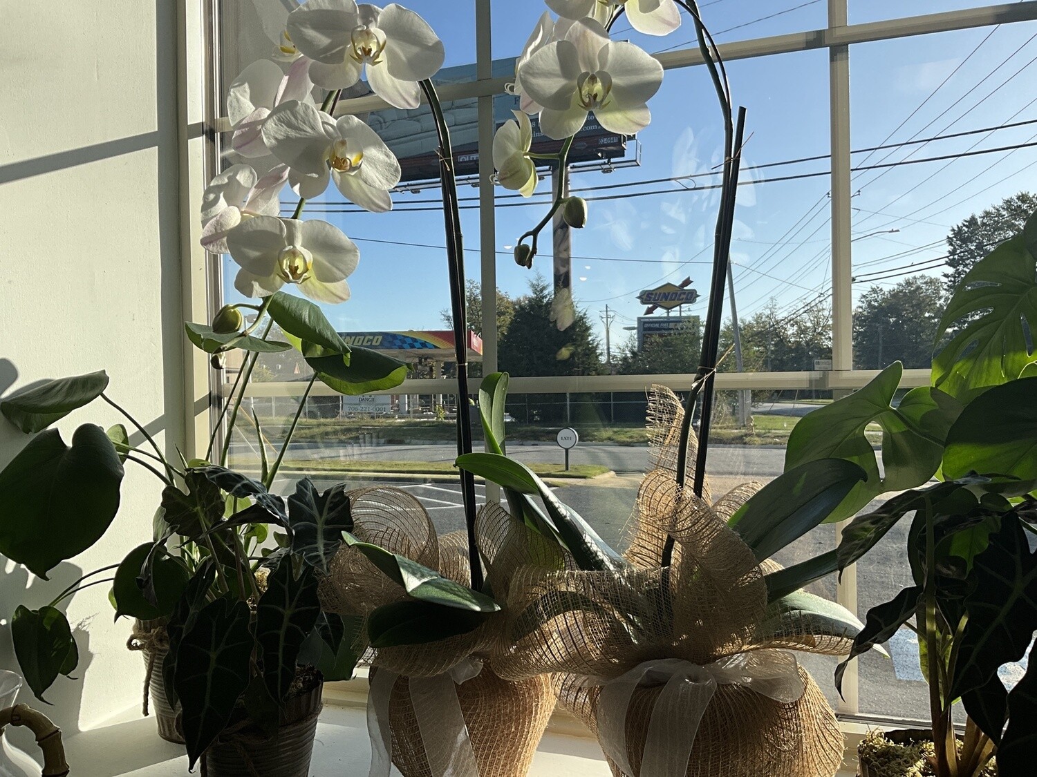 Plant,  Orchid
