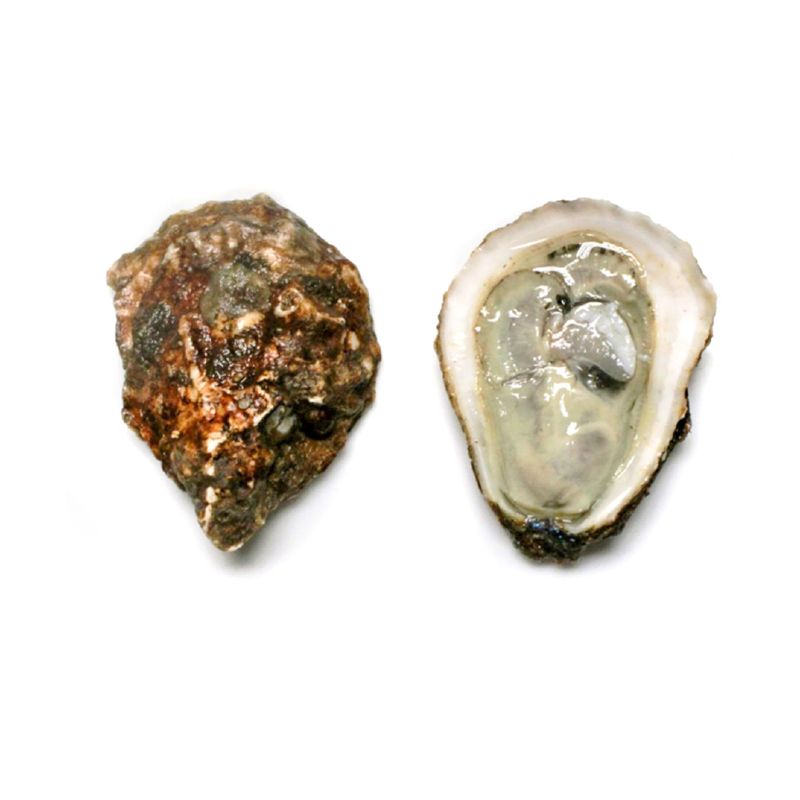 Blue Point Oysters (Unshucked)