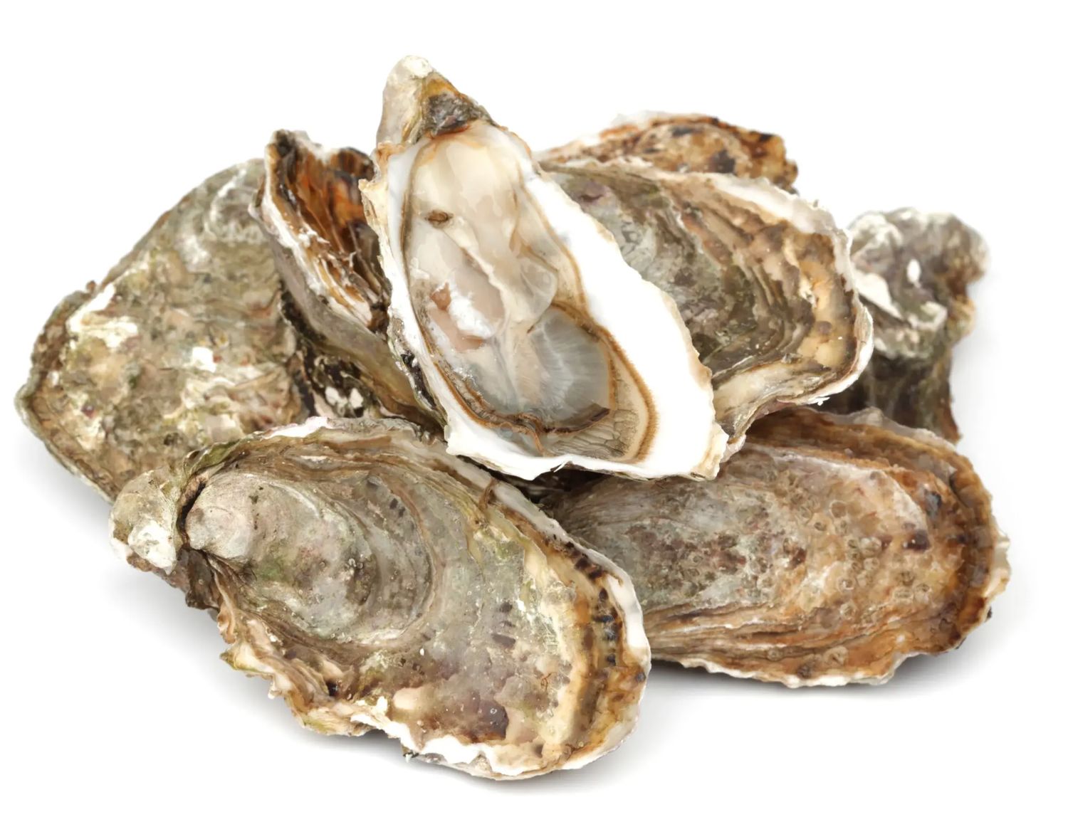 Virginia Blackberry Oysters (Unshucked)