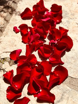 עלי כותרת  לאירועים
