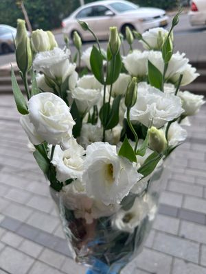 חבילת ליזיאנטוס לבן 10ענף