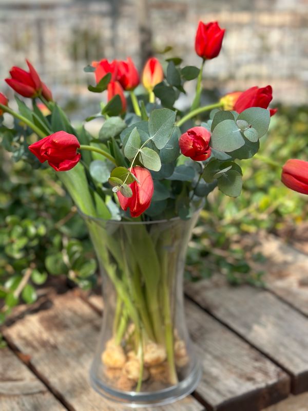 טוליפ בכלי רחב 15