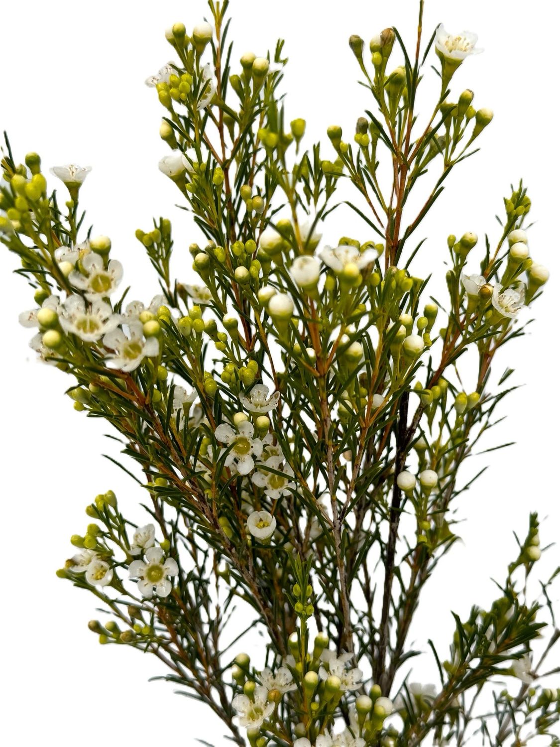 פרחי שעווה כ18ענף