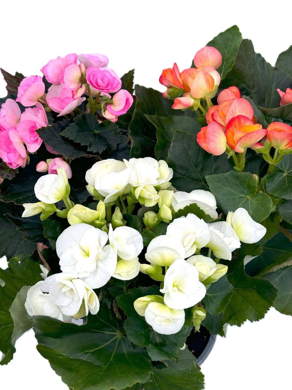 ביגוניה ורד ע.14
