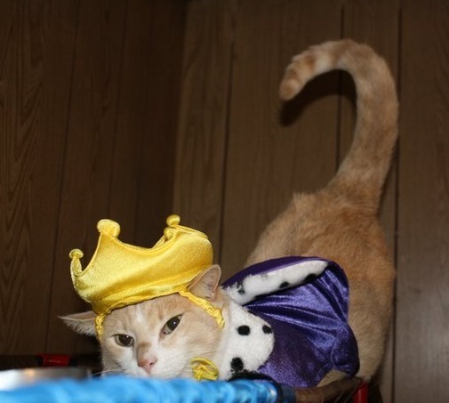 King Socks charity Cosplay Print 11x7 King Socks charity Cosplay Print 11x7