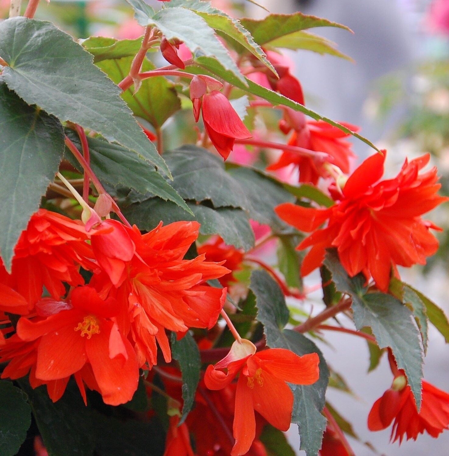 Begonia, Belleconia Hot Orange
