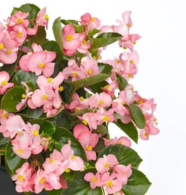Begonia, BIG: Pink w/Green Leaf Begonia, BIG: Pink w/Green Leaf