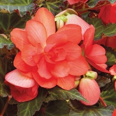 Begonia, I'conia Miss Malibu Begonia, I'conia Miss Malibu