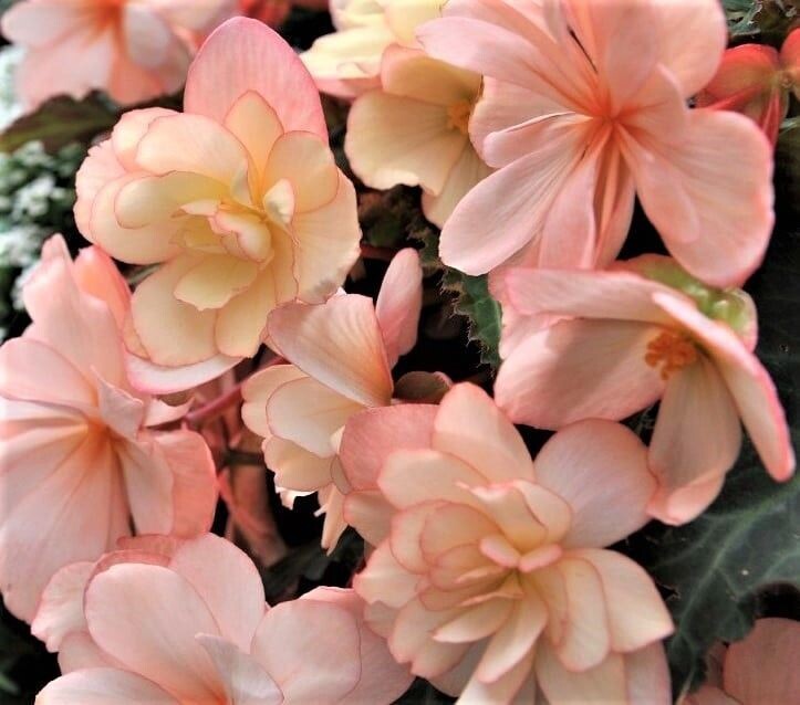 Begonia, I'conia Miss Montreal Begonia, I'conia Miss Montreal