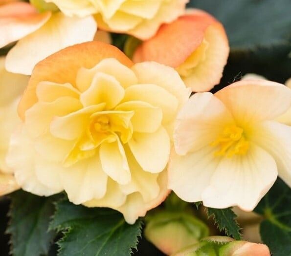 Begonia, Iconia Portofino Peachy Keen Begonia, Iconia Portofino Peachy Keen