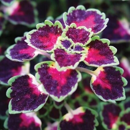 Coleus Great Falls: Iguazu Falls Coleus Great Falls: Iguazu Falls