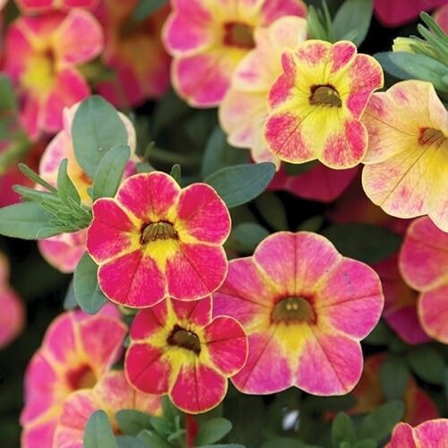 Calibrachoa, Chameleon Sunshine Berry