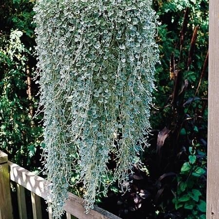 Dichondra, Silver Falls