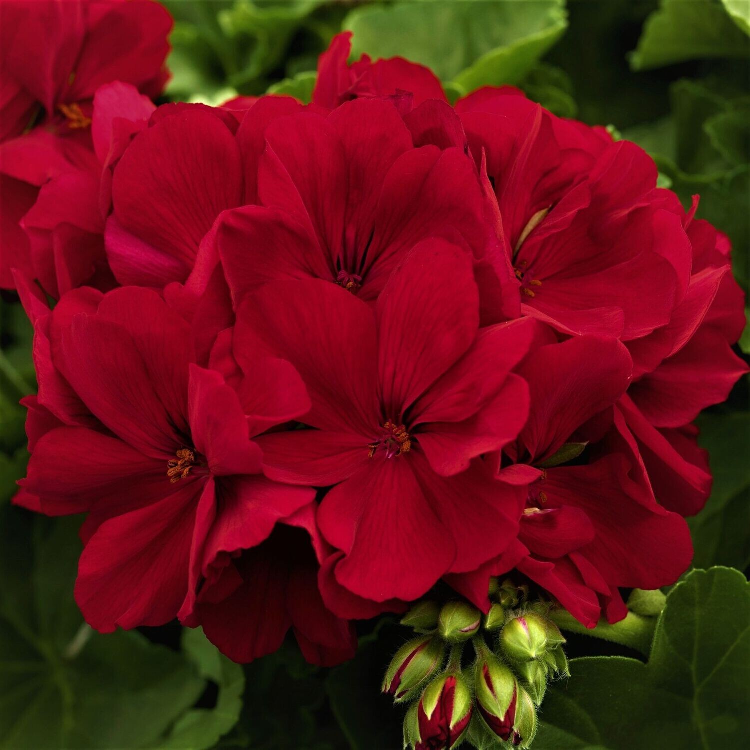Geranium, Americana: Dark Red Geranium, Americana: Dark Red