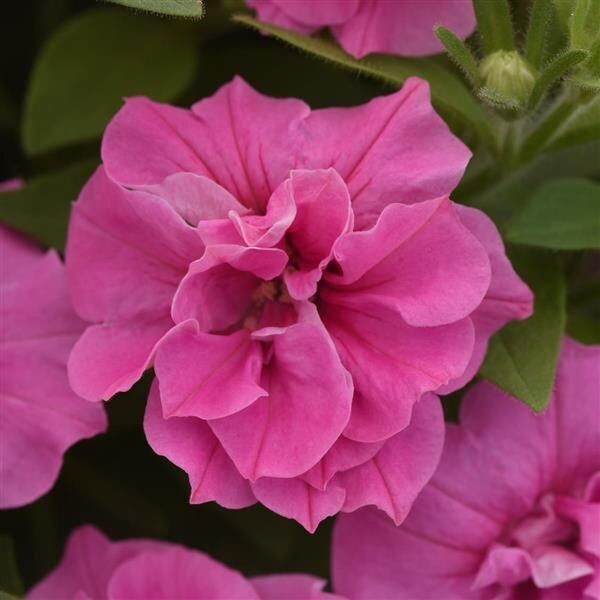 Double Petunia, Vogue: pink