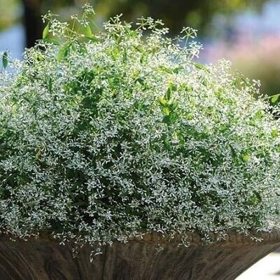Euphorbia, Stardust : White Breathless