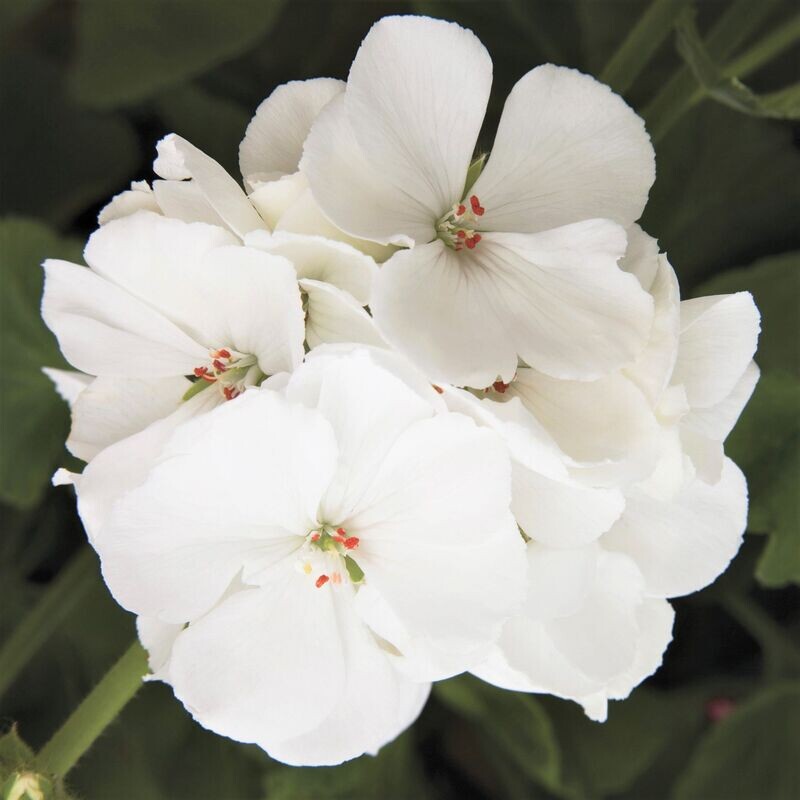 Geranium, Americana: White Geranium, Americana: White