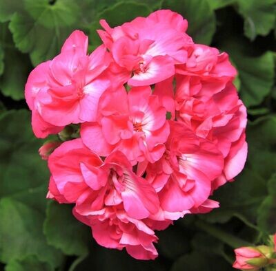 Geranium, Calliope: Pink