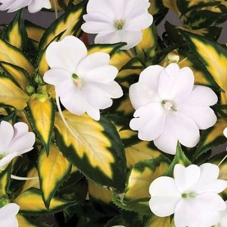 Impatien,  Sunpatien: Variegated White