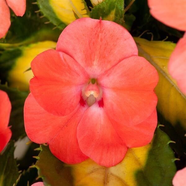 Impatien, Sunpatien: Variegated Salmon (VIG) Impatien, Sunpatien: Variegated Salmon (VIG)