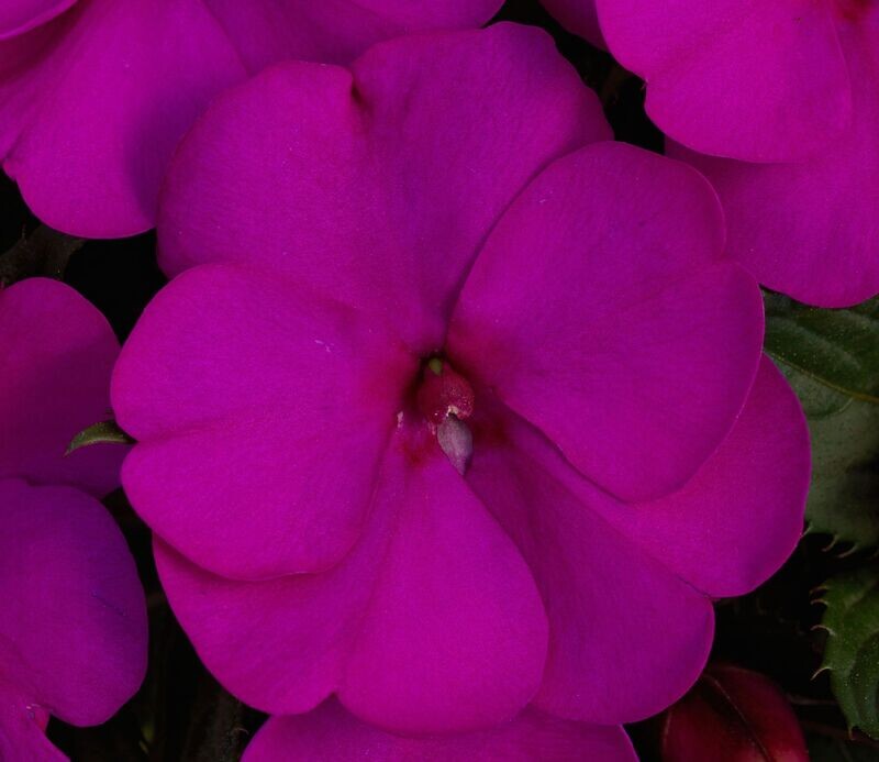 Impatien, Sunpatien Purple Impatien, Sunpatien Purple