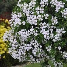 Geranium, Ivy Cascade White