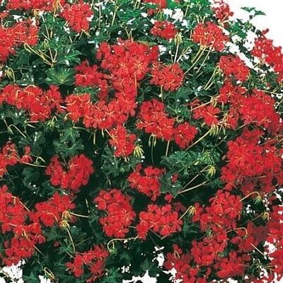 Geranium, Ivy Cascade Red