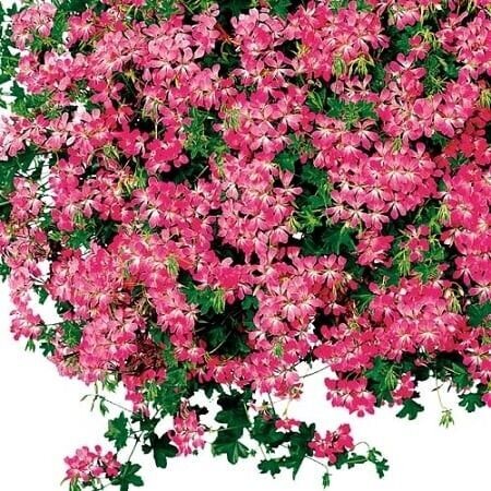 Geranium, Ivy Aculcopo Pink Geranium, Ivy Aculcopo Pink