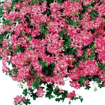 Geranium, Ivy Aculcopo Pink