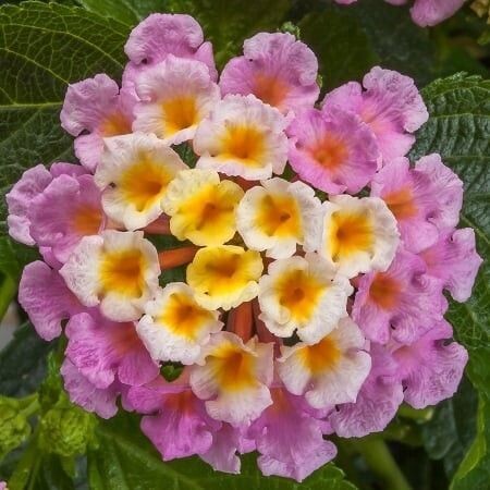 Lantana, Bandolero: Pink