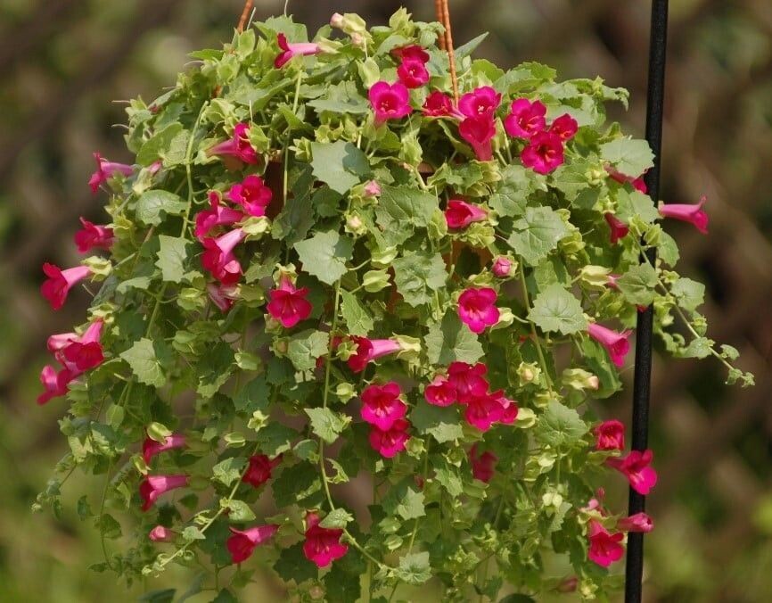 Lophospermum, Lofos: Compact Rose Lophospermum, Lofos: Compact Rose