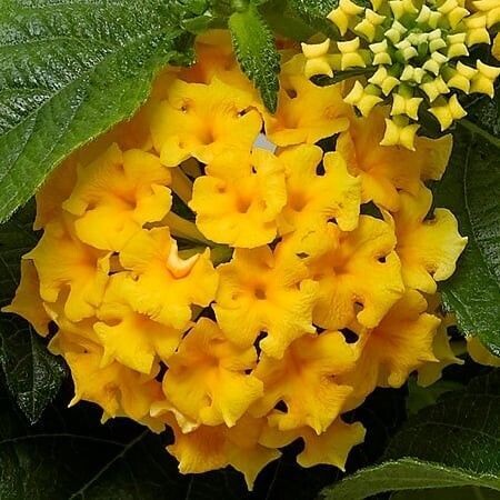 Lantana, Bandolero: Pineapple Lantana, Bandolero: Pineapple