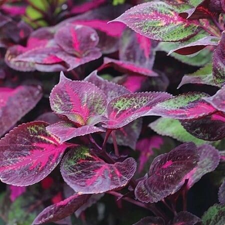 Perilla, Magilla Perilla, Magilla