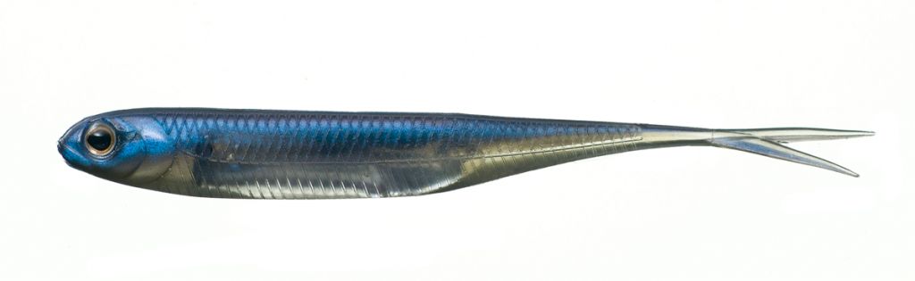 fish arrow flash j split 4&quot;, Colour: problue/silver