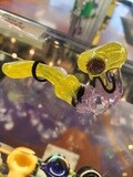 Paulson  Sherlock Pipes, Style: Yellow/ Purple