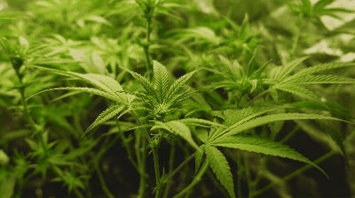 Hemp Products