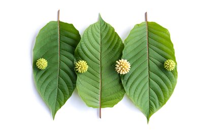 Kratom &amp; 7-OH