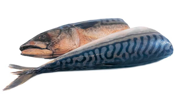 Corrina's Mackerel 1 Count