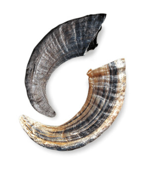 Icelandic+ Lamb Horns