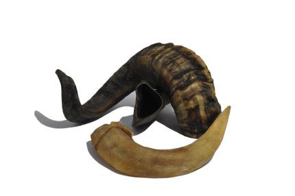 Ramshoorn 1 stuks