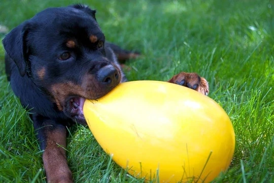 Jolly Egg