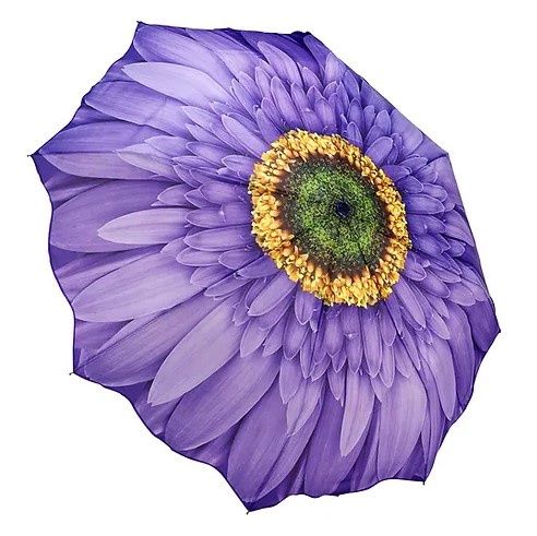 33029SC Wisteria Daisy Folding Umbrella, Colour: Purple