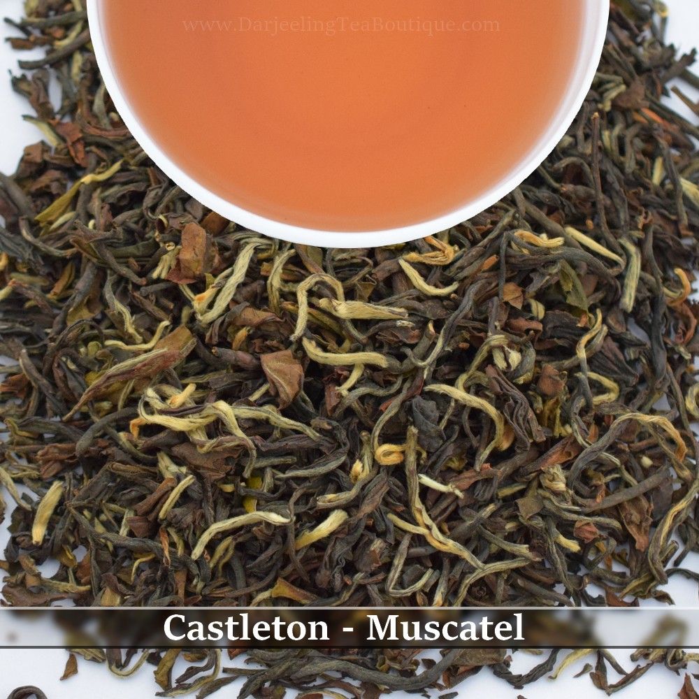 WHOLESALE PACK: CASTLETON - MUSCATEL