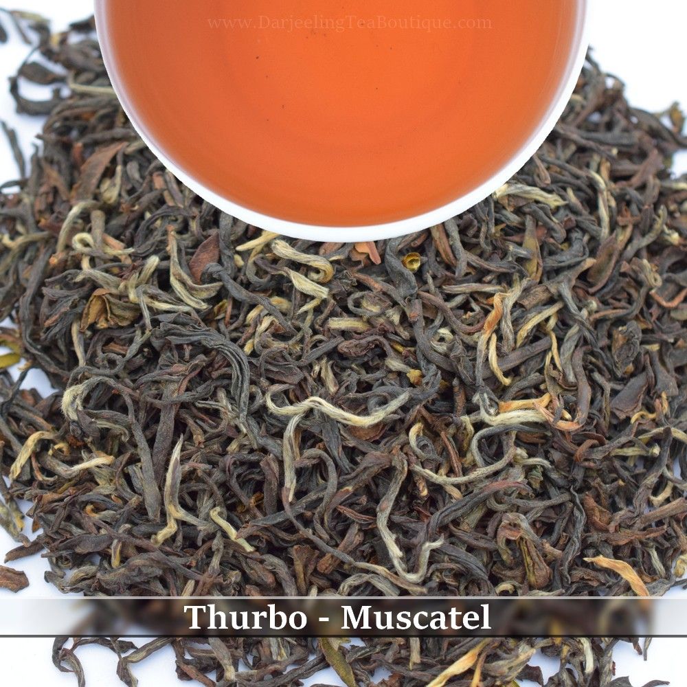 THURBO - MUSCATEL