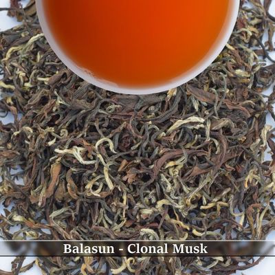 BALASUN - CLONAL MUSK
