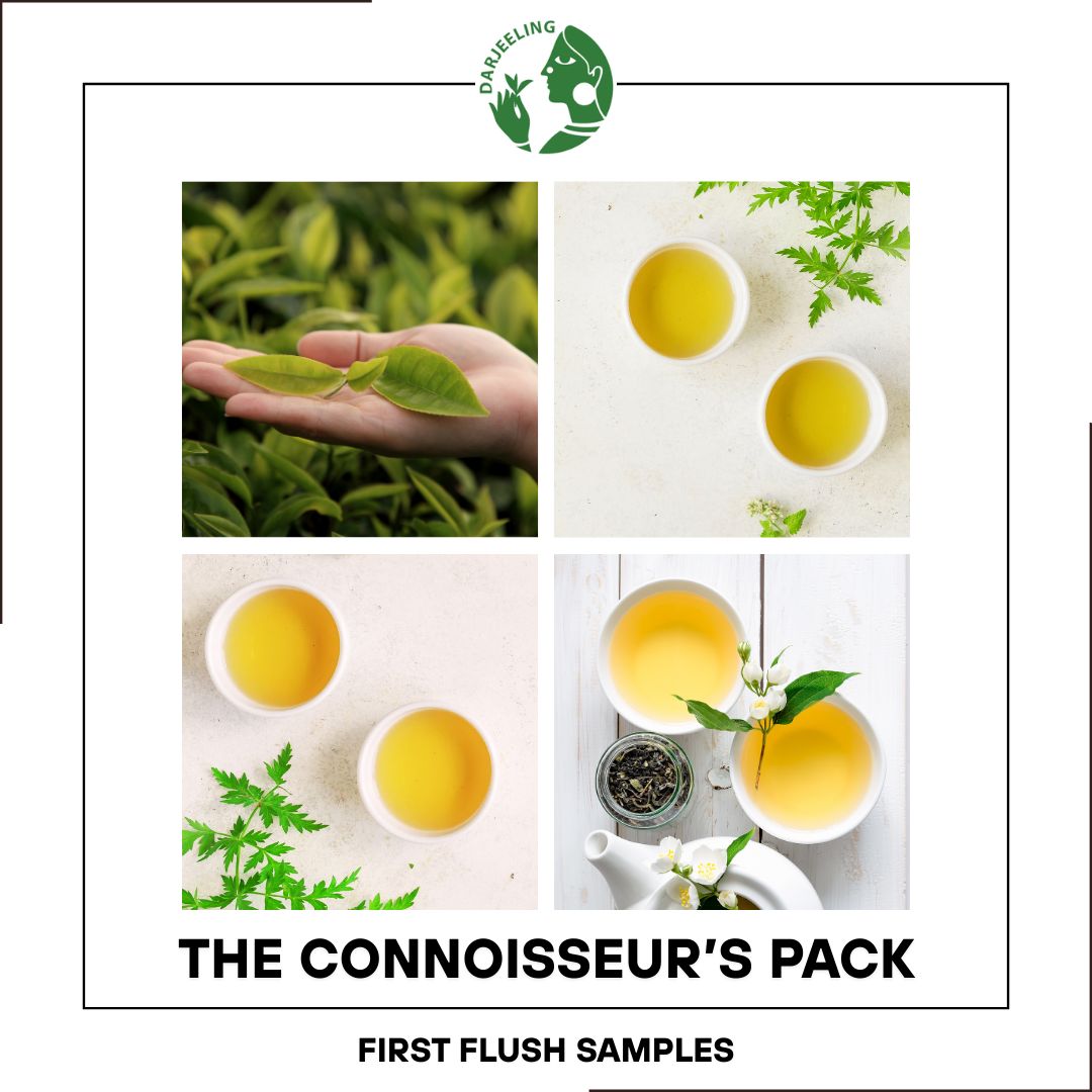 10 Sample Pack | Darjeeling First Flush Tea | 10 x 10g