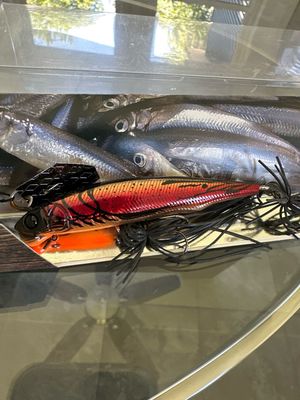 Imakatsu Alive Chatter Fast Sinking Kasumi Magic Craw 9.0cm 16g