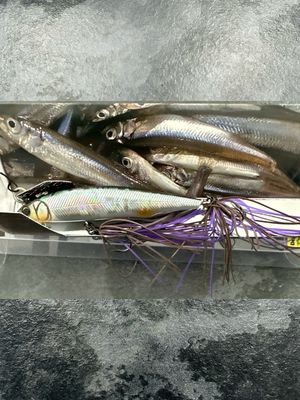 Imakatsu Alive Chatter #37 Alumina Hasu Dead Slow Sinking. 90mm 13g. 3.54” 0.46oz. Chatterbait With A Hard Minnow. Rare To Find These Super Effective JDM’s New In Box. NIB